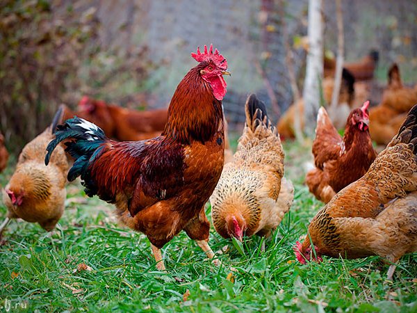 Породы куриц | ЗооТом - продажа, вязка и услуги для животных в Туране
