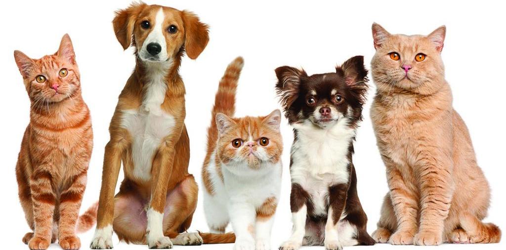 Доска объявлений о животных | ЗооТом - продажа, вязка и услуги для животных в Туране