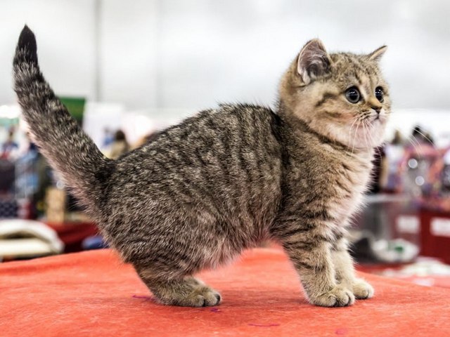 Породы кошек в Туране | ЗооТом портал о животных