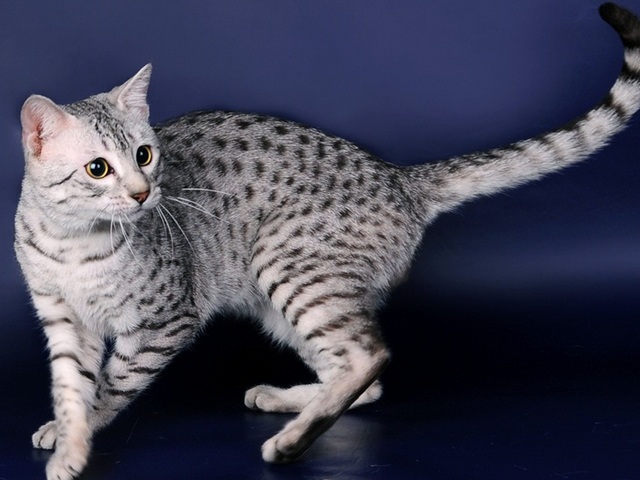Породы кошек в Туране | ЗооТом портал о животных