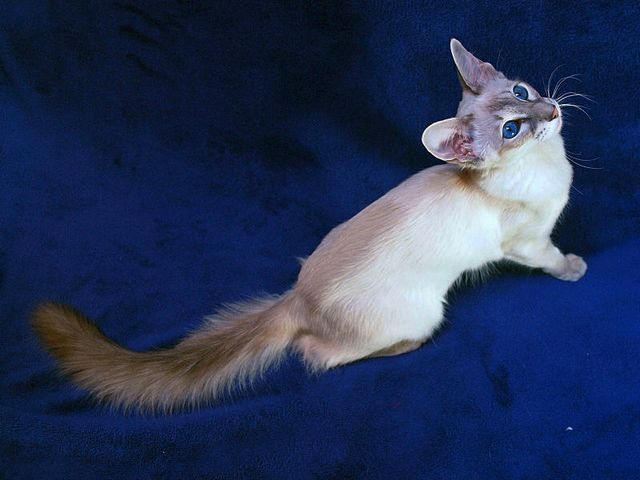 Выведенные породы кошек в Туране | ЗооТом портал о животных