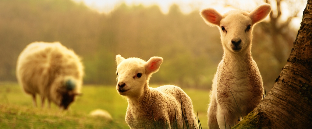 Объявления о сельскохозяйственных животных | ЗооТом - продажа, вязка и услуги для животных в Туране