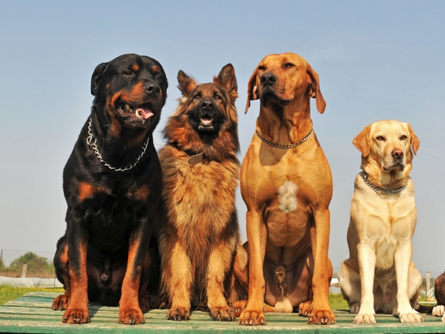 Крупные породы собак в Туране | ЗооТом портал о животных